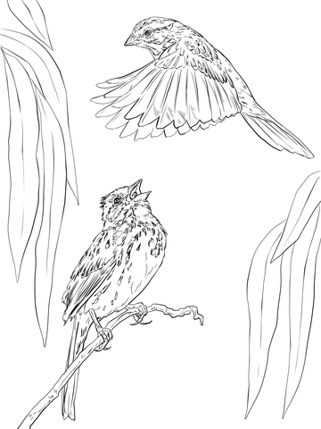 Two Song Sparrows Coloring Page